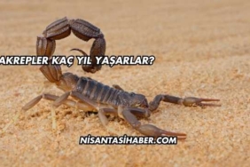 Akrepler Kaç Yıl Yaşarlar?