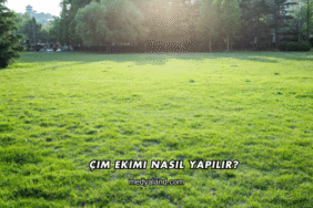 Çim Ekimi Nasıl Yapılır?