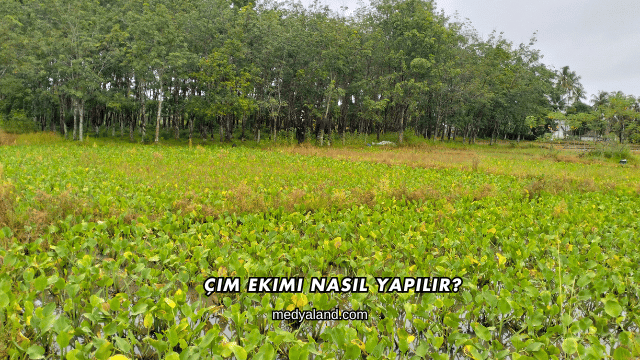 Çim Ekimi Nasıl Yapılır?